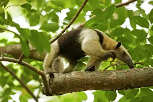 Tamandua: Northern Tamandua - feeding in tree