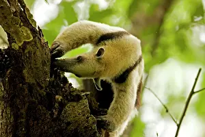 Tamandua: Northern Tamandua - feeding in tree