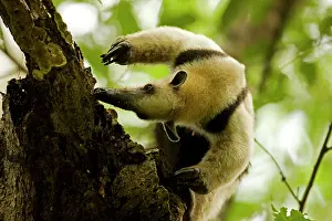 Tamandua: Northern Tamandua - feeding in tree