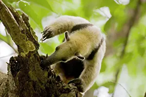 Tamandua: Northern Tamandua - feeding in tree
