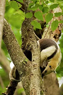 Tamandua: Northern Tamandua - feeding in tree