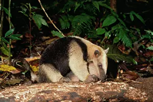 Anteaters: Northern Tamandua / Giant Anteater / Tamandua Anteater