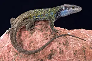 Gallotia: Northern Tenerife lizard ( Gallotia galloti eisentrauti)