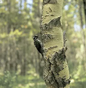 Tridactylus: Northern Three-toed Woodpecker