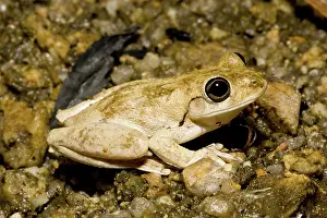 Litoria: Northern tree frog