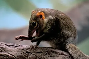 Shrew: Northern treeshrew (Tupaia belangeri), a species of treeshre