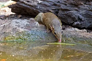 Shrew: A Northern Treeshrew (Tupaia belangeri) coming to