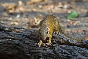 Shrew: A Northern Treeshrew (Tupaia belangeri) coming to