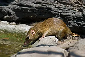 Shrew: A Northern Treeshrew (Tupaia belangeri) coming to
