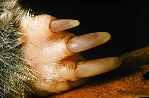Dirt: A Northern Treeshrew (Tupaia belangeri) coming to
