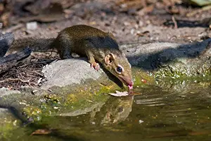 Shrew: A Northern Treeshrew (Tupaia belangeri) on a log
