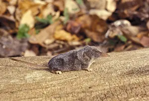 Masked: Northern treeshrew (Tupaia belangeri), a species