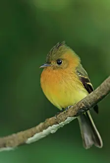 Tufted: Northern Tufted Flycatcher (Mitrephanes phaeocercus