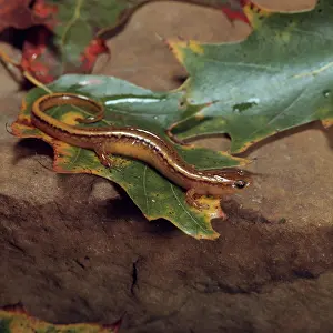 Eurycea: Northern Two-Lined Salamander