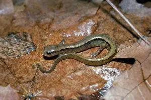 Eurycea: Northern Two-Lined Salamander