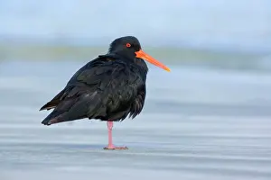 Pulled: Northern or Variable Oystercatcher - standing relaxed