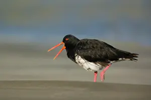 Crying: Northern or Variable Oystercatcher - strolling
