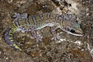 Oedura: Northern Velvet Gecko