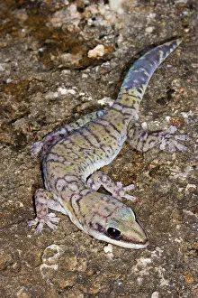 Oedura: Northern Velvet Gecko