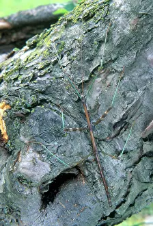 Pennsylvania: Northern Walkingstick