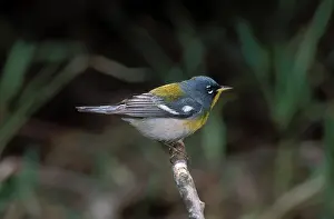 Parula: Northern Warbler
