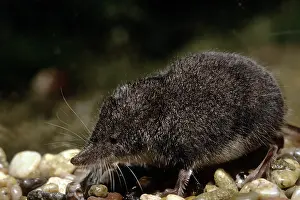 Shrews: Northern Water Shrew