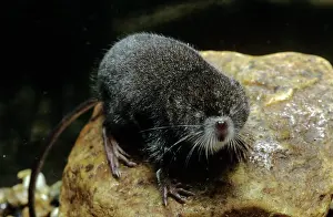 Shrews: Northern Water Shrew