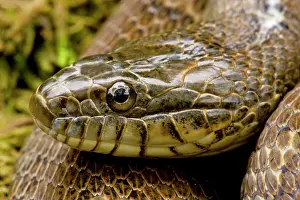 Sipedon: Northern Water Snake