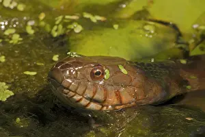 Sipedon: Northern Water Snake