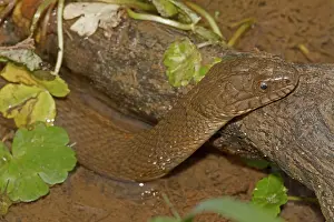 Sipedon: Northern Water Snake