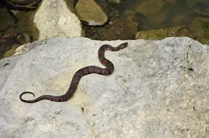 Cache: Northern Water Snake