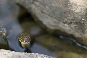 Sipedon: Northern Water Snake