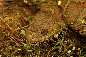 Sipedon: Northern Water Snake