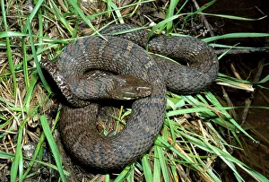 Sipedon: Northern Water Snake