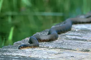 Natrix: Northern Water Snake
