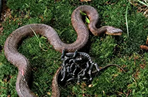 Natrix: Northern Water Snake and Young