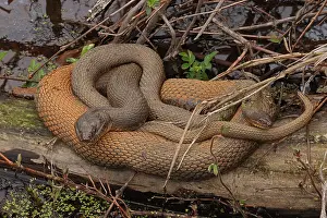 Sipedon: Northern watersnakes (Nerodia sipedon), Maryland