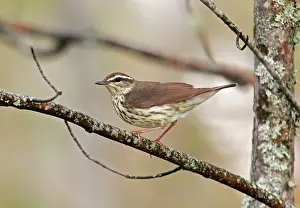 Seiurus: Northern Waterthrush