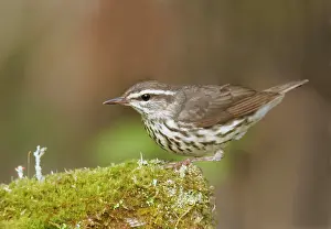 Seiurus: Northern Waterthrush