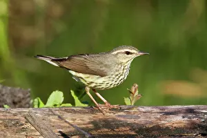 Seiurus: Northern Waterthrush