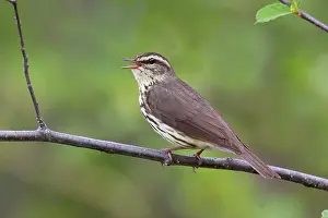 Seiurus: Northern Waterthrush