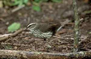 Parulidae: Northern Waterthrush