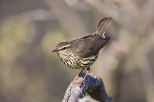 Snag: Northern Waterthrush perched on snag in marsh