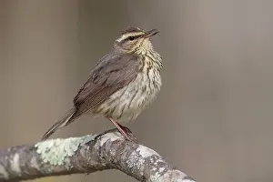 Motacilla: Northern Waterthrush Seiurus noveboracensis Sining on