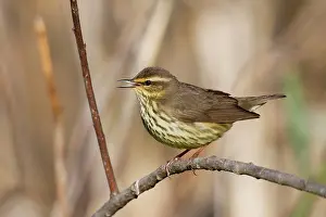 Seiurus: Northern Waterthrush - singing on territory in spring