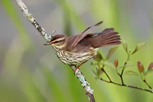 Seiurus: Northern Waterthrush - on territory in spring