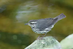 Waterthrush: Northern Waterthrush - by water