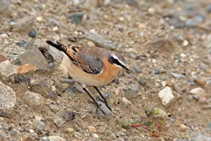 Wheatears: Northern Wheatear