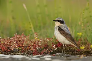 Oenanthe: Northern Wheatear