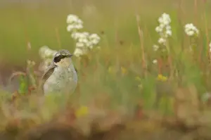 Oenanthe: Northern Wheatear
